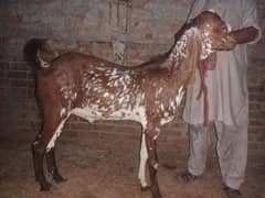 bakra