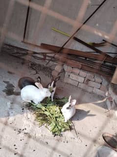 rabbits 2 sal old pair and 1 year old pairs