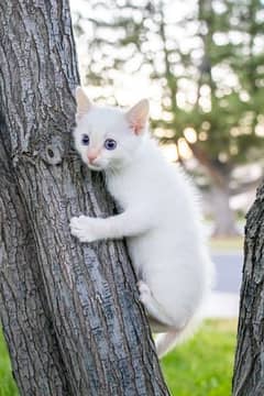 blue eyes short hair kittens