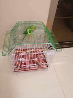 Green parrot