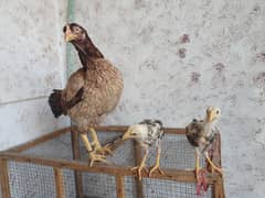 Aseel Hen with Chicks