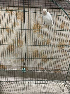 Albino