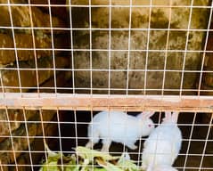Rabbits white colour & red eyes
