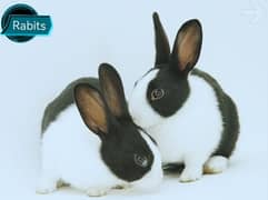 Real Baby Rabits