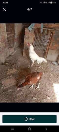 Pure Aseel chuze WhatsApp 03061908536