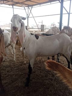 llkhassi bakra