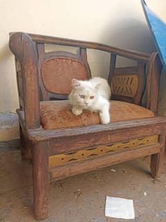 Persian cat male double eye