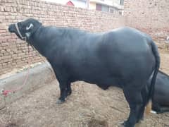 Buffalo (Bull) For SALE
