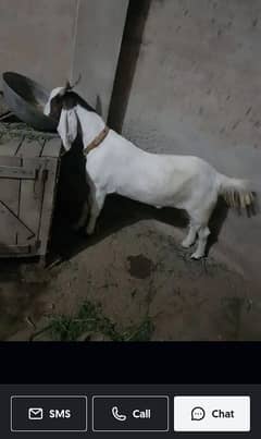 khasi or dhonda bakra heavy weight for sale