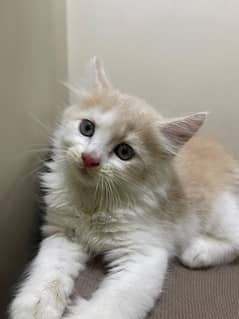 Triple-Coated Ginger Persian Kitten (Male, Litter Trained) 1 Month Old