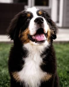 Australian family use  bernese mountain puppy for kids