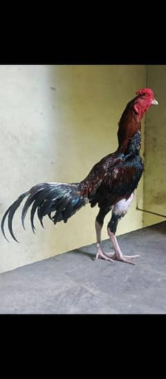 pakistani x vietnamcross poket murga