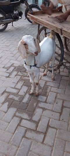 Bakra
