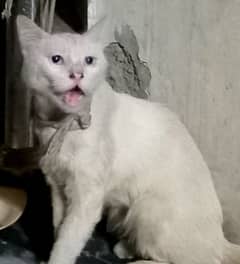 Beautiful red eyes American cat