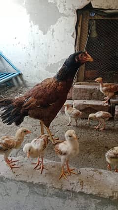 Aseel pair with 10 chick age 1 month urgent sale