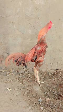 lakha aseel