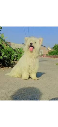 poodle male for sale