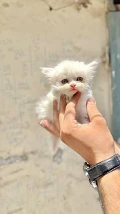 Persian Kitten