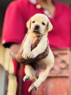 Labrador retriever puppy