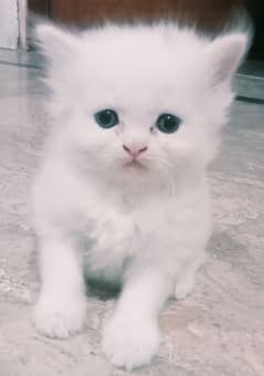 white kitten