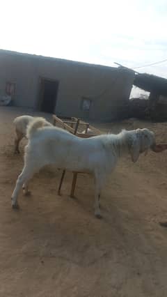 Qurbani