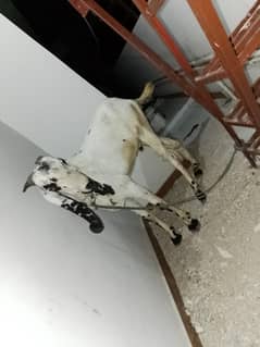 Desi bakra