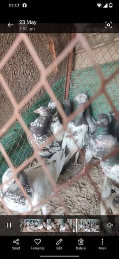 urgent sale read discription