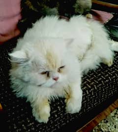 Persian