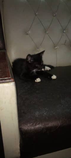 Persian kitten male  for sale  playfully   WhatsApp number 03185949892