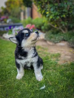 2 months old Husky pups up for grabs