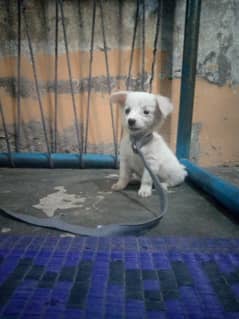 healthy and active cute baby female Russian available