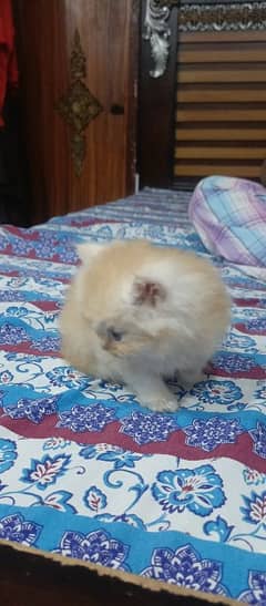 Persian kittens(03095320663)