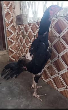 Male aseel Thai  Female aseel Shamo cross dragon