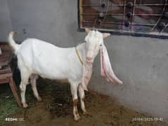 Bakra kurbani Ka lia donda ha