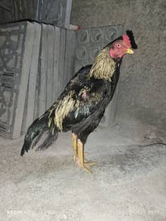 jawab aseel