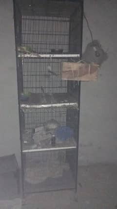 Parrot