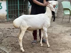 Dumba