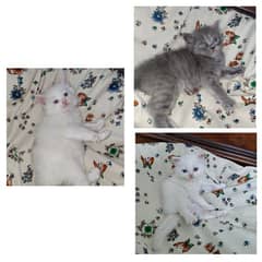 Kittens