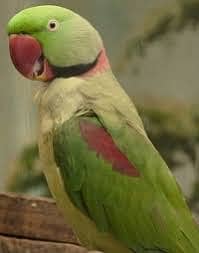 Kashmeri Raw parrot 3 Year