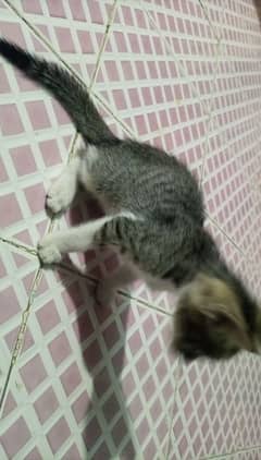 Kittens(not for sale)