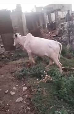 Fatehjangi bull | Bachra | Cow | Qurbani Bull | 4 Dant