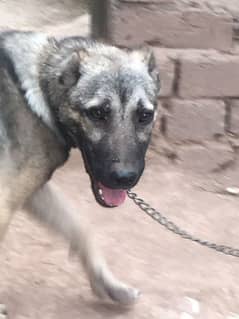 Afghan Kochi Dog