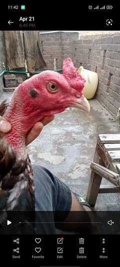 Turkish hint aseel murga tapa kar le jao location icchra lahore ki ha