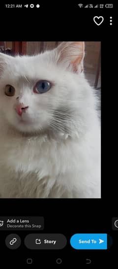 persion white neuter male cat for sale for some adoption charges .