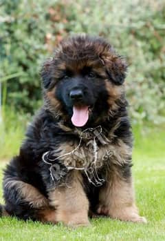 German shepherd puppies