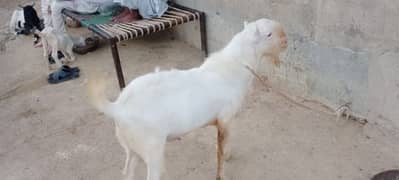 Gulabi Bakra