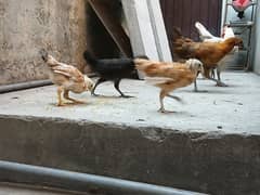 desi murgi aur murga