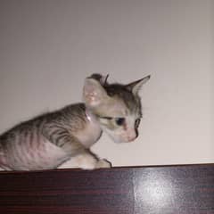 Tabby