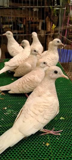 Dove White Zebra For Sale  Cargo All Pakistan 