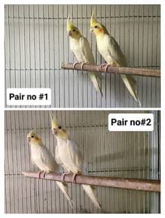 Breeder pairs cocktails  and cages